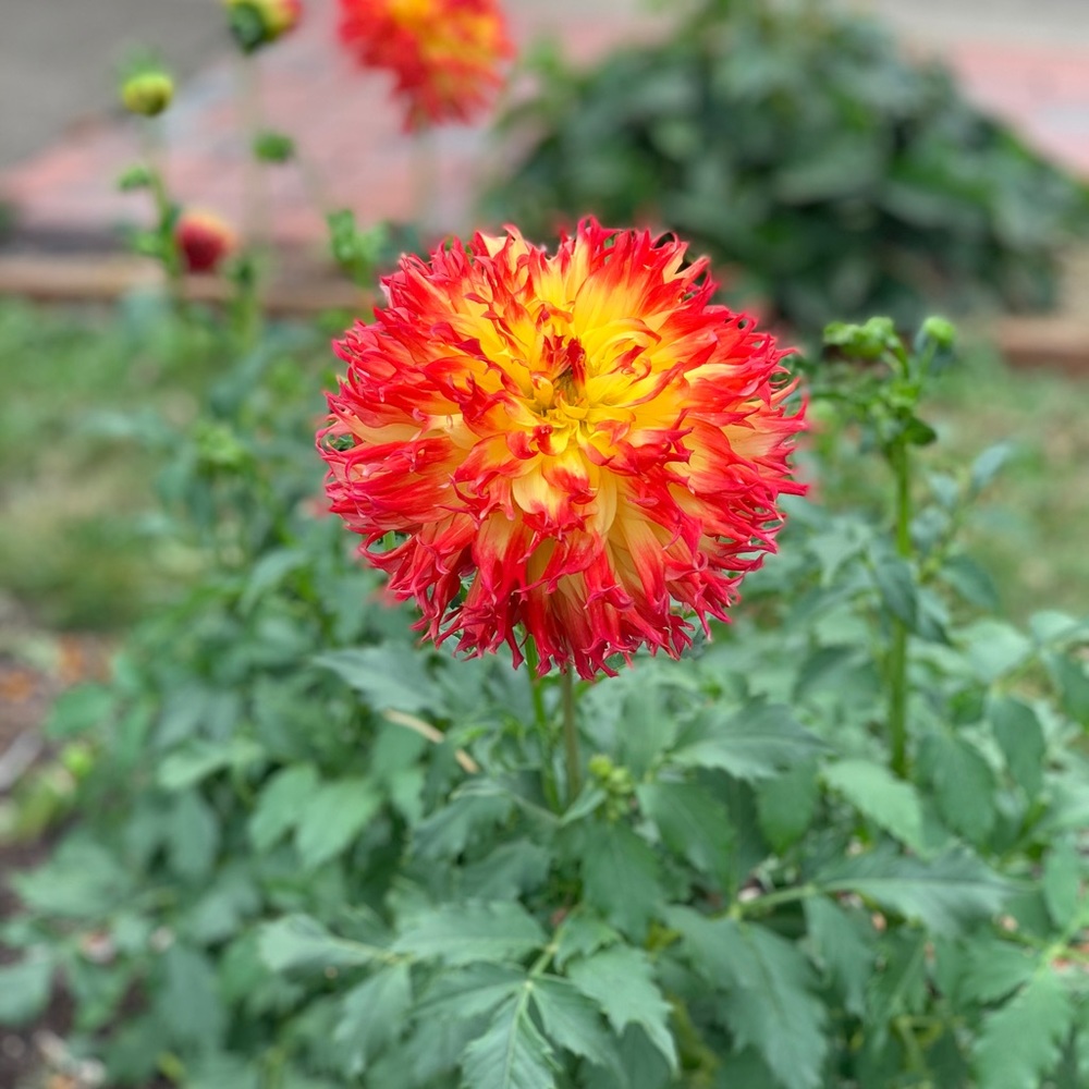 Meet your Posher, Kira